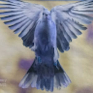 Meet your Posher, Stacey